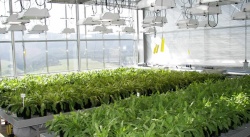 Des pneus à base de pissenlit - Crédit photo : Fraunhofer IME