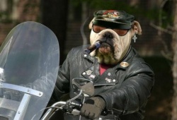 Un chien plus polluant qu'une Harley ? (photo : DR)