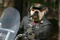 Un chien polluant moto ?