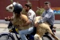 Les chèvres respect règles sécurité à moto