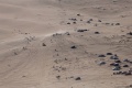Dakar 2ème victoire étape Barreda