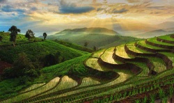 Rizières en Thaïlande