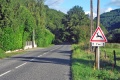 Accident route animal