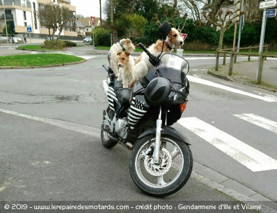 3 chiens et une moto (c) Gendarmerie d'Ille et Vilaine
