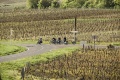 Tour vignobles mob