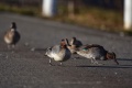 Il chuter motard éviter canard