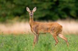 Ces chevreuils ivres qui nuisent à la sécurité routière - Crédit photo : UrosPoteko/Envato