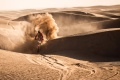 Dakar Sanders large