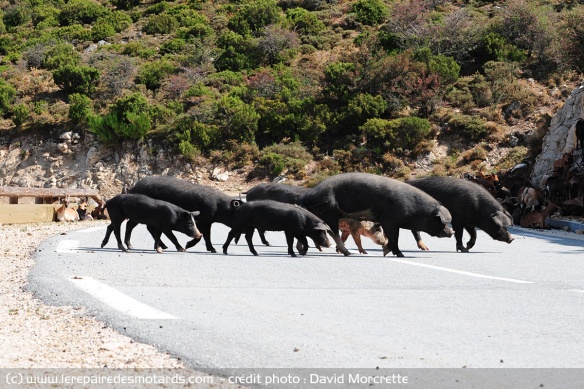 Des cochons au détour d'un virage, çà peut faire mal