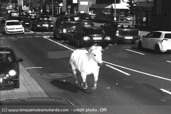 Le cheval flashé