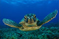 Tortue Tortue