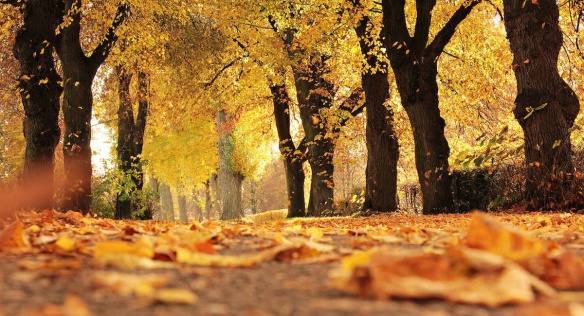 Déjà bien loin de l'été (c) photo : Pixabay