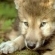 Ptit Loup1300