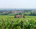 Le vignoble de Romanche-Thorins