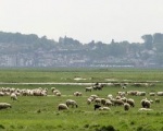 Baie de Somme