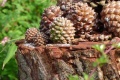 jardin Van Beek