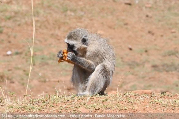 Singe vervet