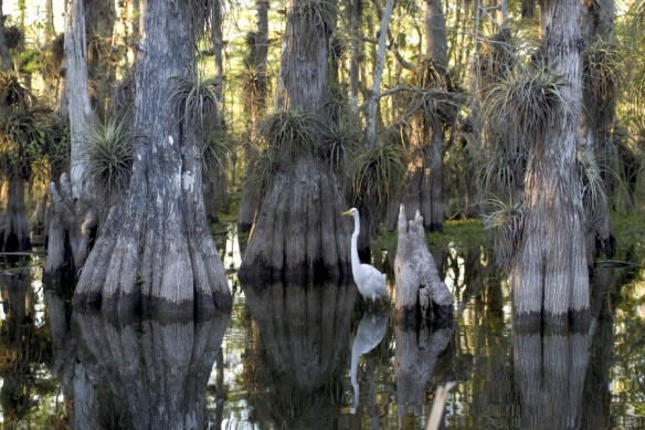 Le parc des Everglades en Floride (Photo : DR)