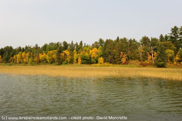 Le riz sauvage sur le lac Itasca