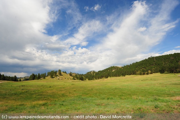 Les prairies du Wild Life Loop dans le Custer State Park