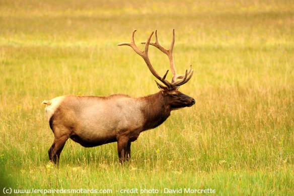 elk sauvage dans le parc yellowstone