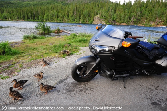 Les canards aiment la moto
